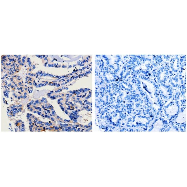 CA3 Antibody from Signalway Antibody (31045) - Antibodies.com