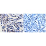 CA3 Antibody from Signalway Antibody (31045) - Antibodies.com
