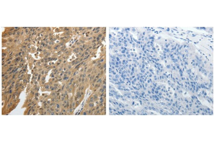 GSR Antibody from Signalway Antibody (31078) - Antibodies.com