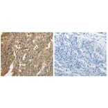 GSR Antibody from Signalway Antibody (31078) - Antibodies.com