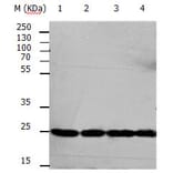 RAN Antibody from Signalway Antibody (31155) - Antibodies.com
