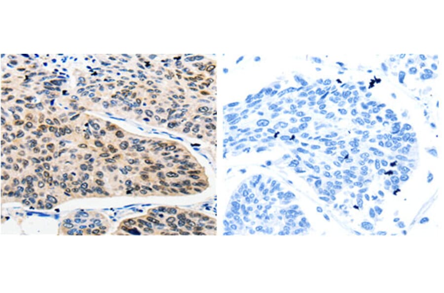 RAN Antibody from Signalway Antibody (31155) - Antibodies.com