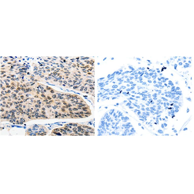 RAN Antibody from Signalway Antibody (31155) - Antibodies.com