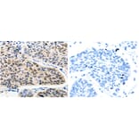 RAN Antibody from Signalway Antibody (31155) - Antibodies.com