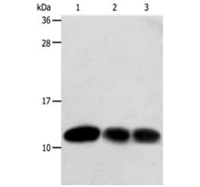 TXN Antibody from Signalway Antibody (31296) - Antibodies.com