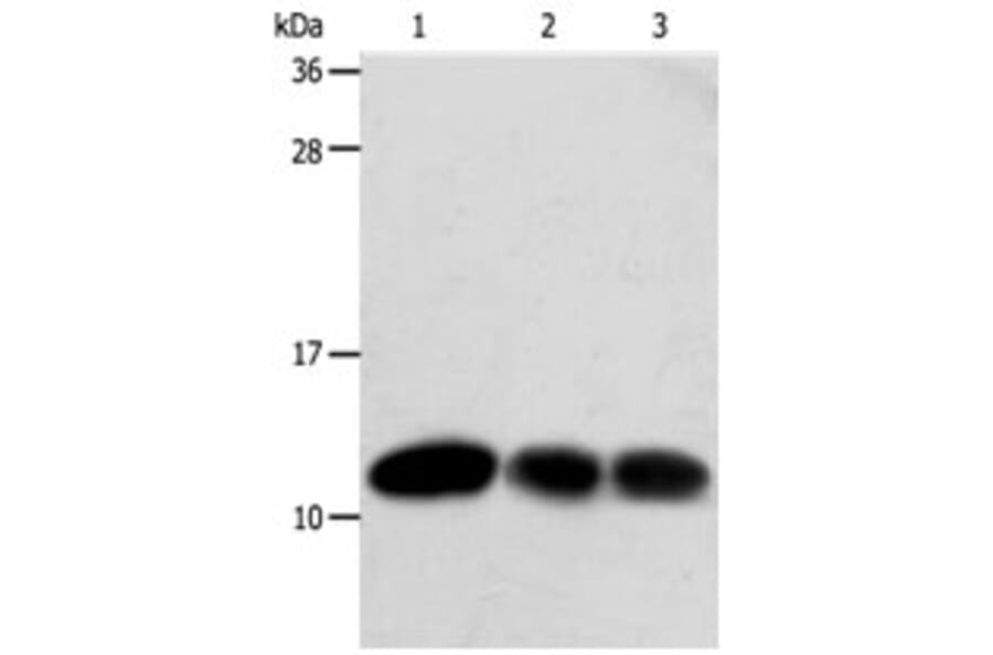 TXN Antibody from Signalway Antibody (31296) - Antibodies.com