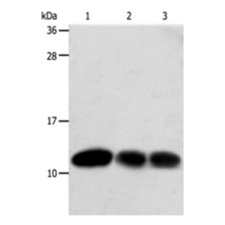 TXN Antibody from Signalway Antibody (31296) - Antibodies.com