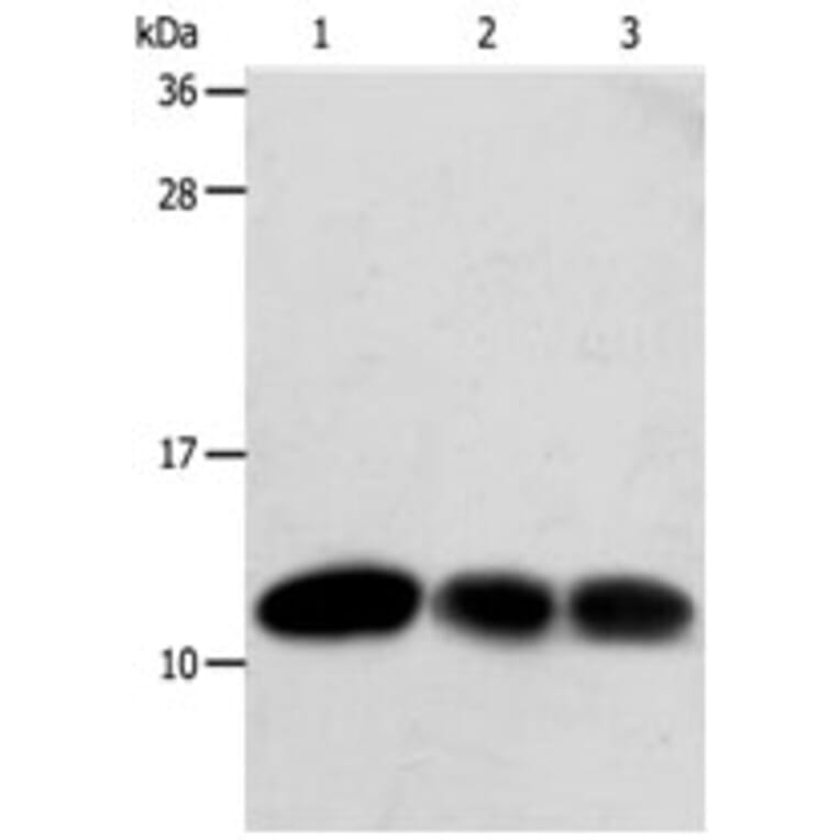 TXN Antibody from Signalway Antibody (31296) - Antibodies.com