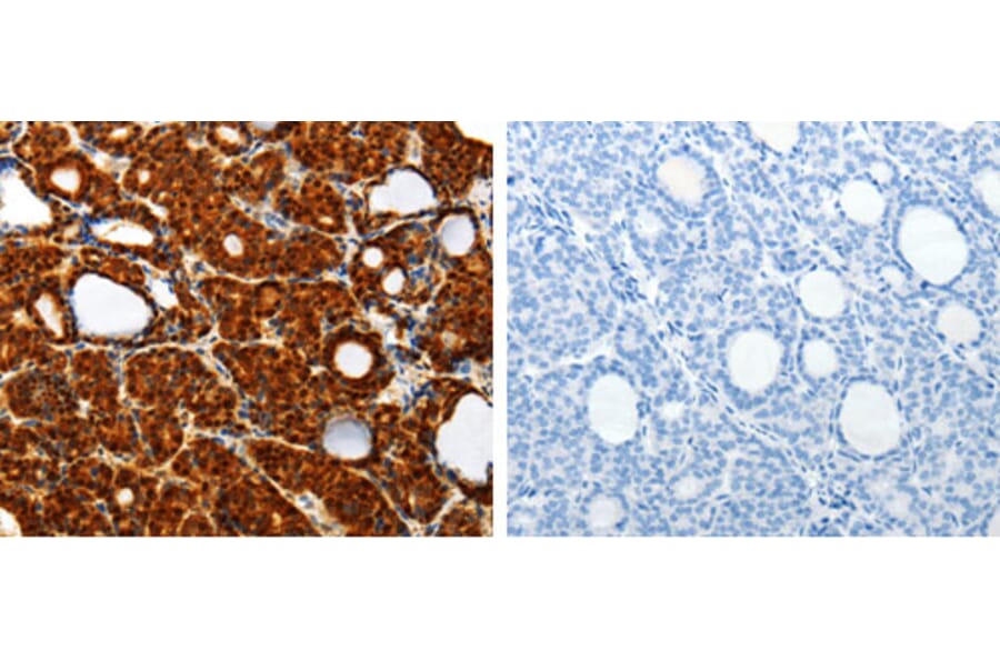 TXN Antibody from Signalway Antibody (31296) - Antibodies.com