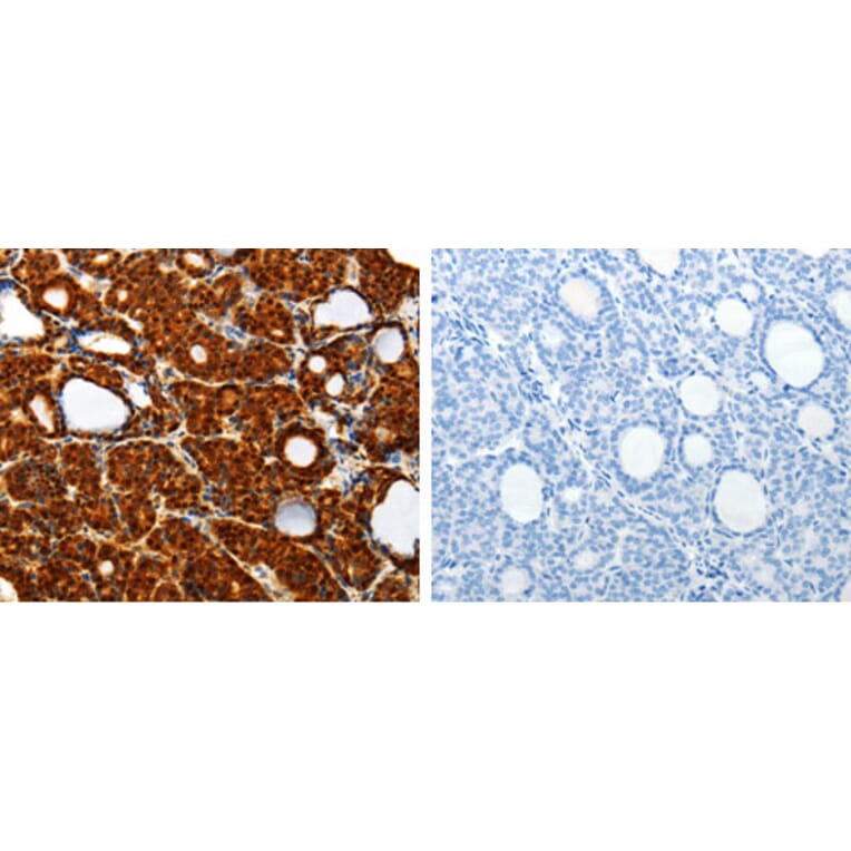 TXN Antibody from Signalway Antibody (31296) - Antibodies.com