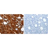 TXN Antibody from Signalway Antibody (31296) - Antibodies.com