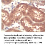 OPG Antibody from Signalway Antibody (39272) - Antibodies.com