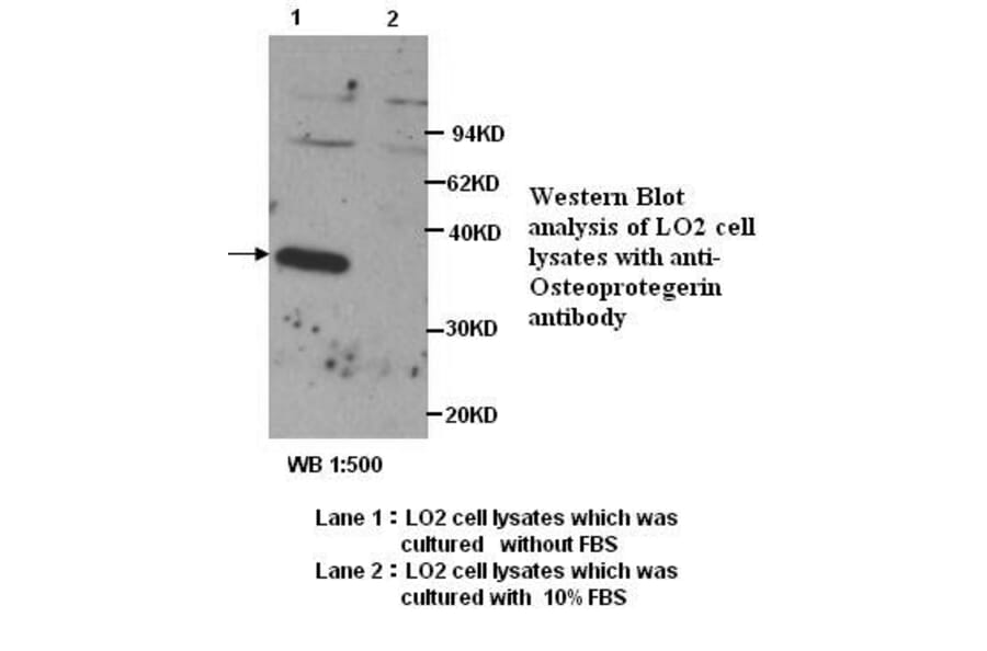 OPG Antibody from Signalway Antibody (39272) - Antibodies.com
