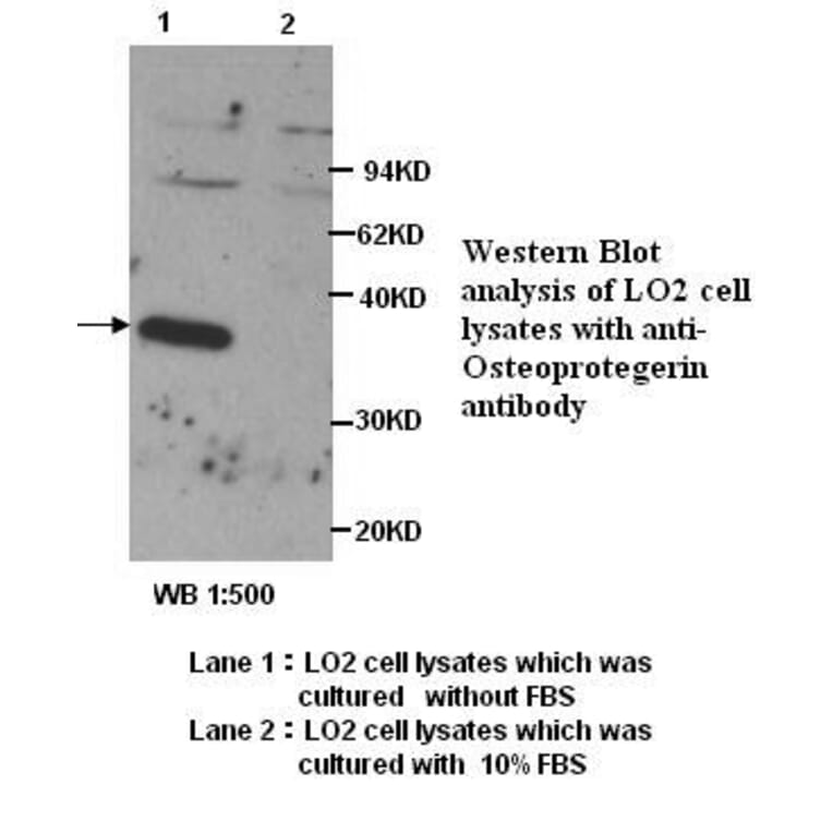 OPG Antibody from Signalway Antibody (39272) - Antibodies.com