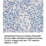 Fus Antibody from Signalway Antibody (39335) - Antibodies.com