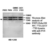 Fus Antibody from Signalway Antibody (39335) - Antibodies.com