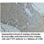 VWF Antibody from Signalway Antibody (39594) - Antibodies.com