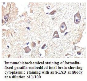 ESD Antibody from Signalway Antibody (39801) - Antibodies.com