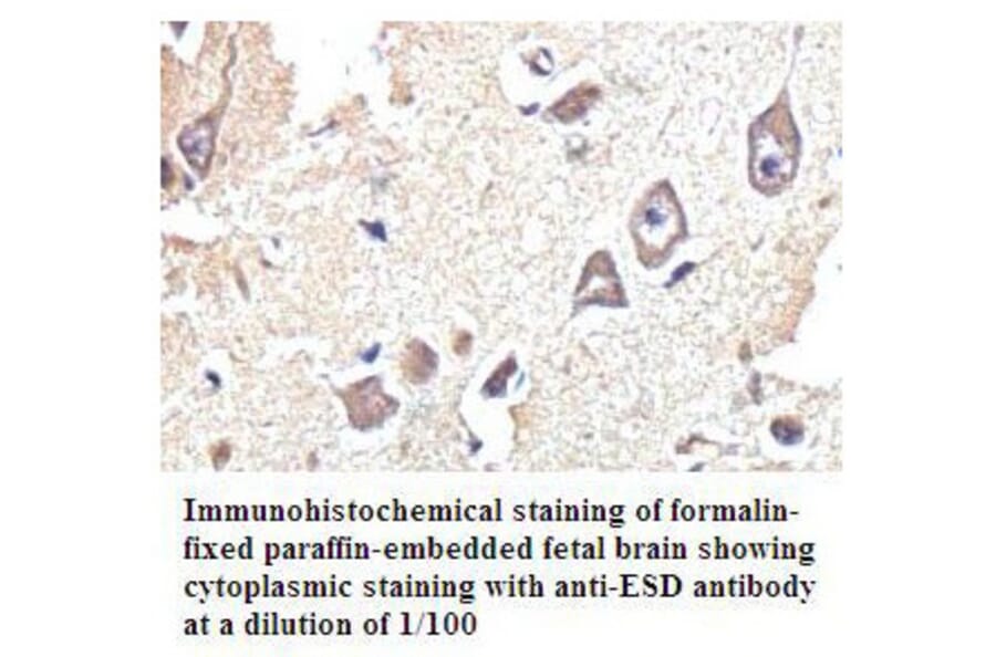 ESD Antibody from Signalway Antibody (39801) - Antibodies.com