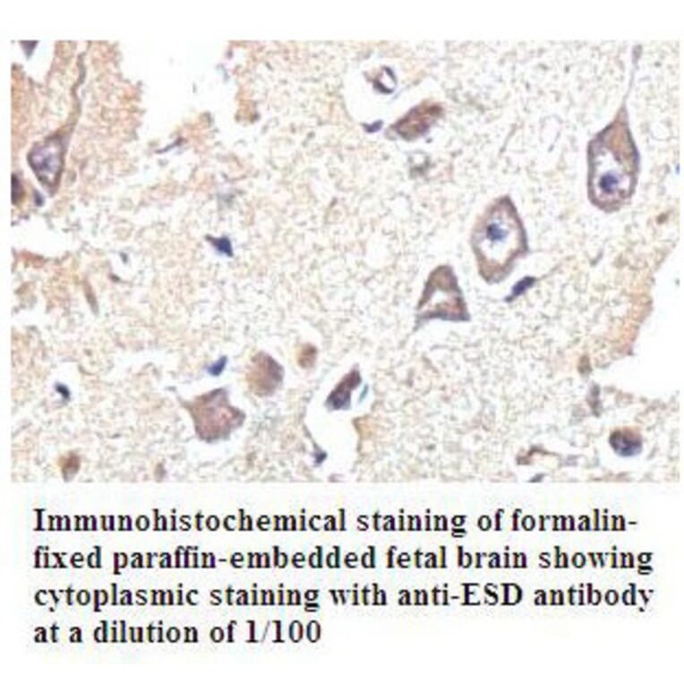 ESD Antibody from Signalway Antibody (39801) - Antibodies.com