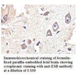 ESD Antibody from Signalway Antibody (39801) - Antibodies.com