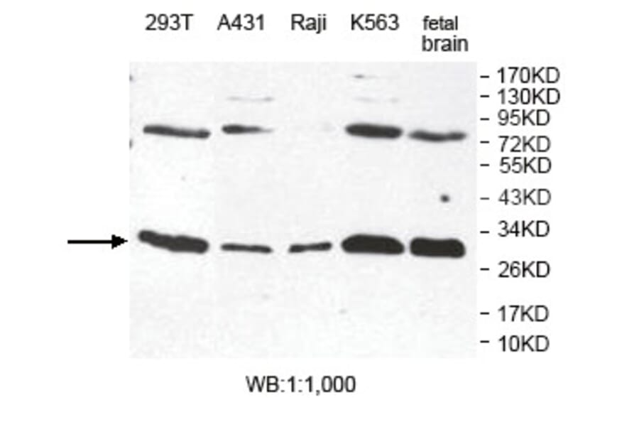 ESD Antibody from Signalway Antibody (39801) - Antibodies.com