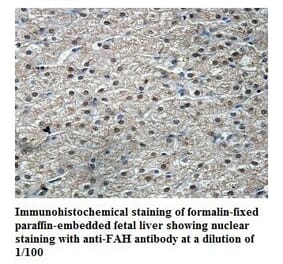 FAH Antibody from Signalway Antibody (39846) - Antibodies.com