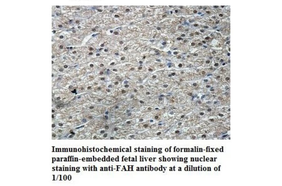 FAH Antibody from Signalway Antibody (39846) - Antibodies.com