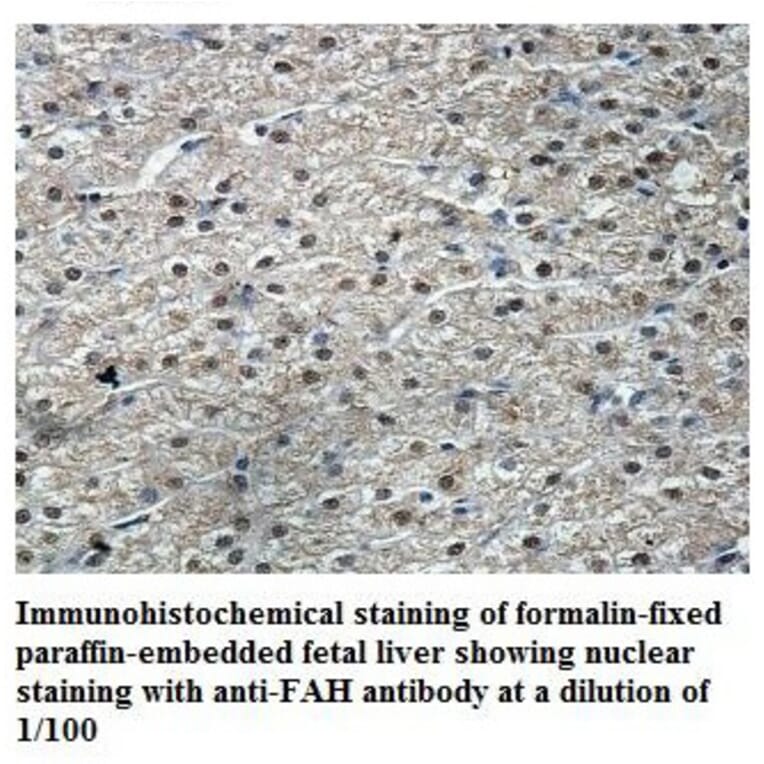 FAH Antibody from Signalway Antibody (39846) - Antibodies.com