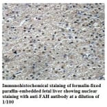 FAH Antibody from Signalway Antibody (39846) - Antibodies.com
