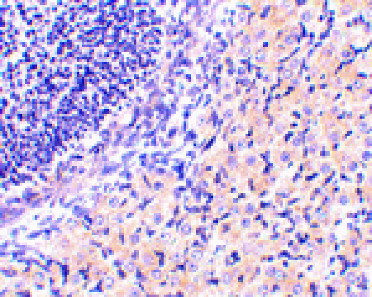 Immunohistochemistry - RPA Interacting Protein Antibody from Signalway Antibody (24482) - Antibodies.com