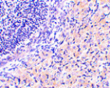 Immunohistochemistry - RPA Interacting Protein Antibody from Signalway Antibody (24482) - Antibodies.com