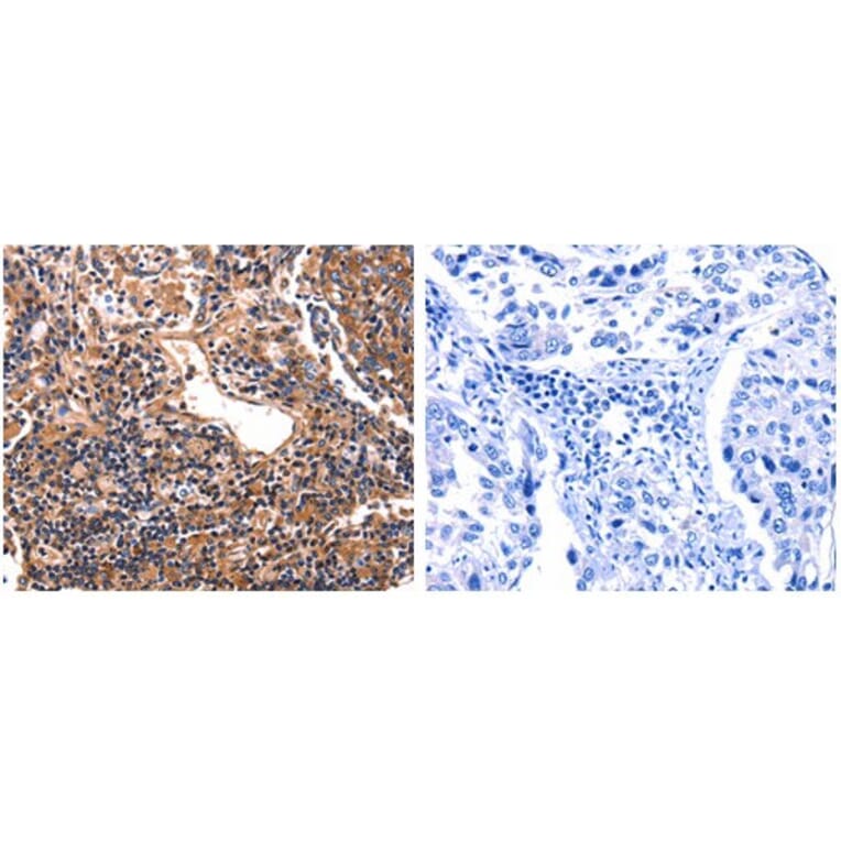 HP Antibody from Signalway Antibody (31083) - Antibodies.com