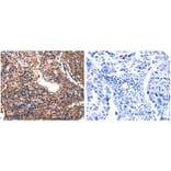 HP Antibody from Signalway Antibody (31083) - Antibodies.com