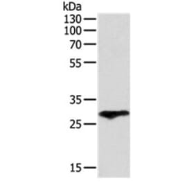 F3 Antibody from Signalway Antibody (31131) - Antibodies.com