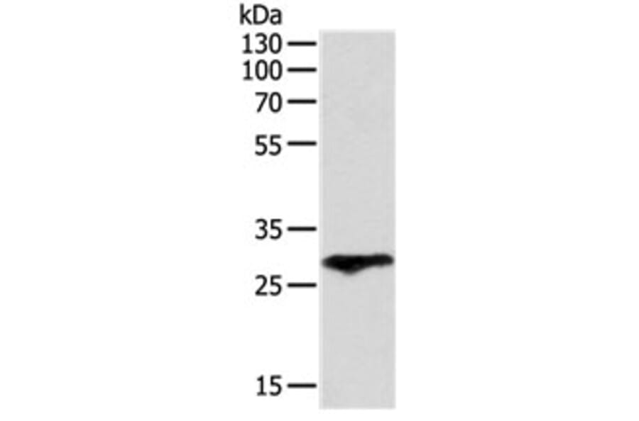 F3 Antibody from Signalway Antibody (31131) - Antibodies.com