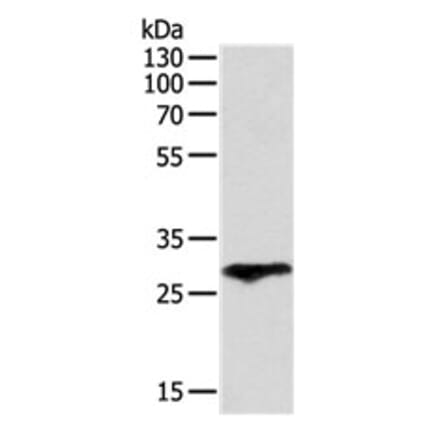 F3 Antibody from Signalway Antibody (31131) - Antibodies.com