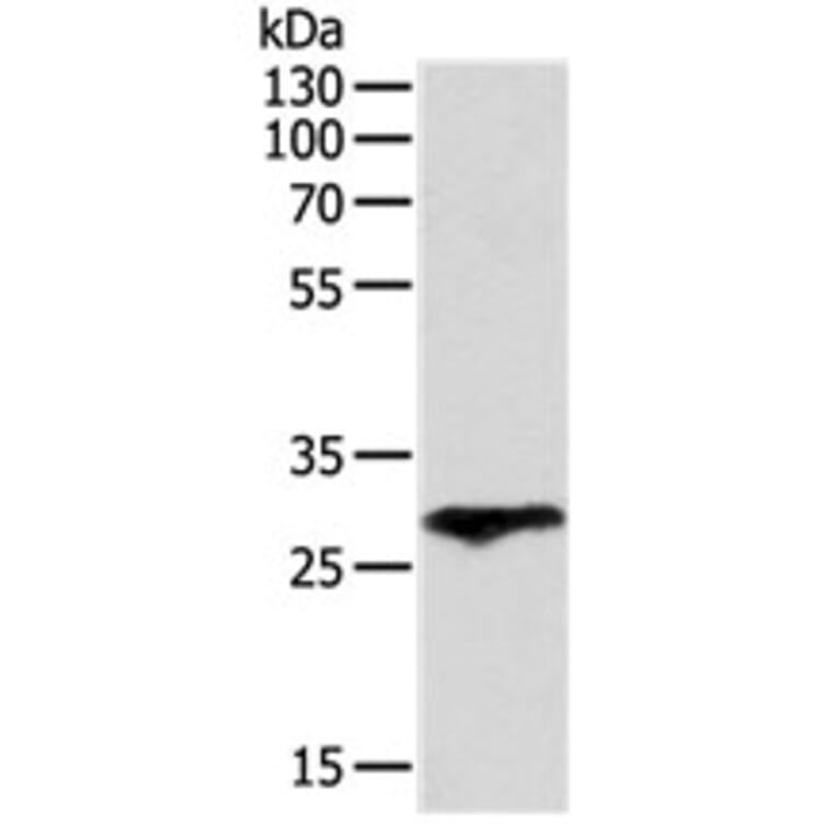 F3 Antibody from Signalway Antibody (31131) - Antibodies.com