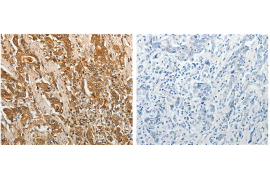 F3 Antibody from Signalway Antibody (31131) - Antibodies.com