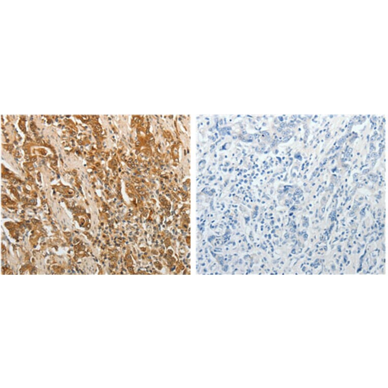 F3 Antibody from Signalway Antibody (31131) - Antibodies.com