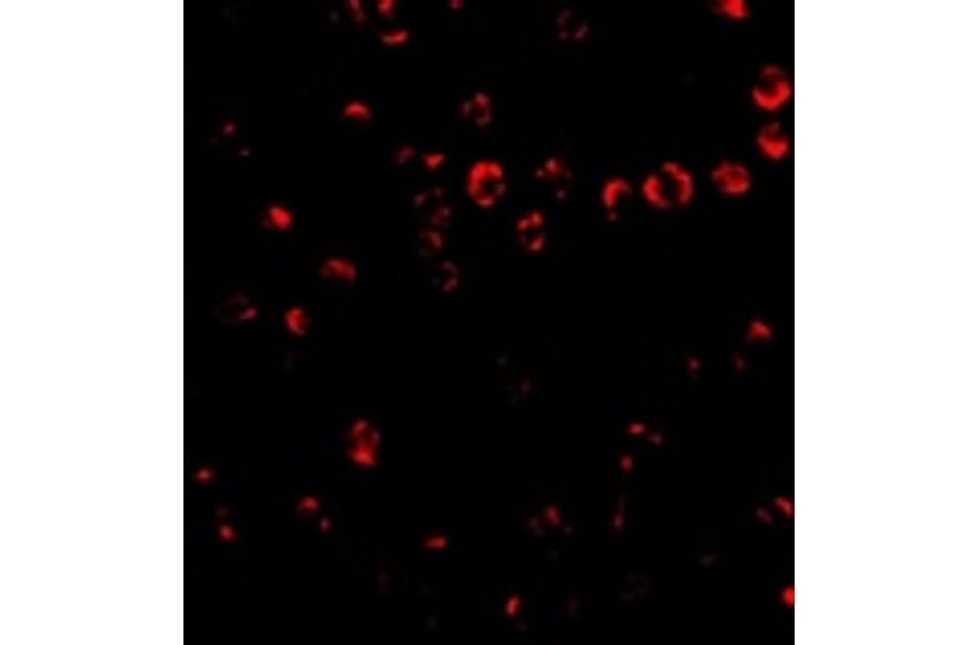 Immunofluorescence - Integrin alpha 4 Antibody from Signalway Antibody (24765) - Antibodies.com