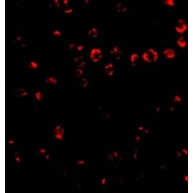 Immunofluorescence - Integrin alpha 4 Antibody from Signalway Antibody (24765) - Antibodies.com