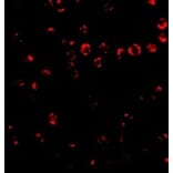 Immunofluorescence - Integrin alpha 4 Antibody from Signalway Antibody (24765) - Antibodies.com