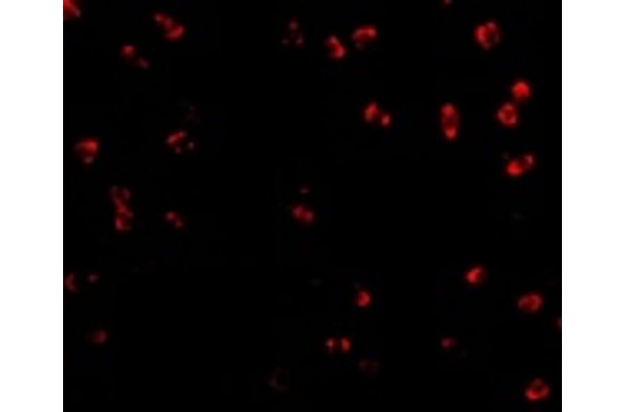 Immunofluorescence - Integrin alpha 4 Antibody from Signalway Antibody (24770) - Antibodies.com