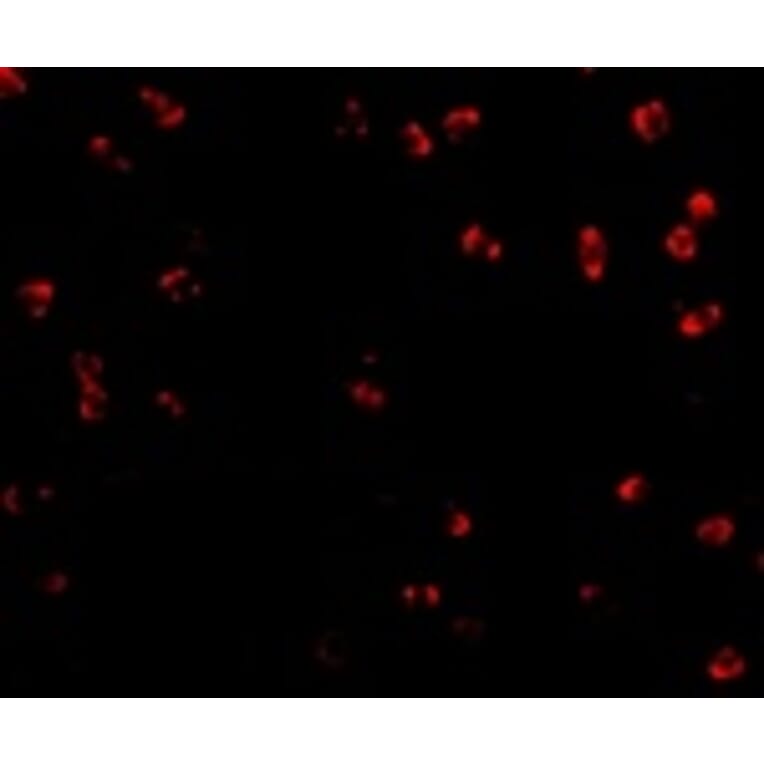 Immunofluorescence - Integrin alpha 4 Antibody from Signalway Antibody (24770) - Antibodies.com