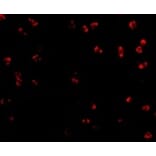 Immunofluorescence - Integrin alpha 4 Antibody from Signalway Antibody (24770) - Antibodies.com