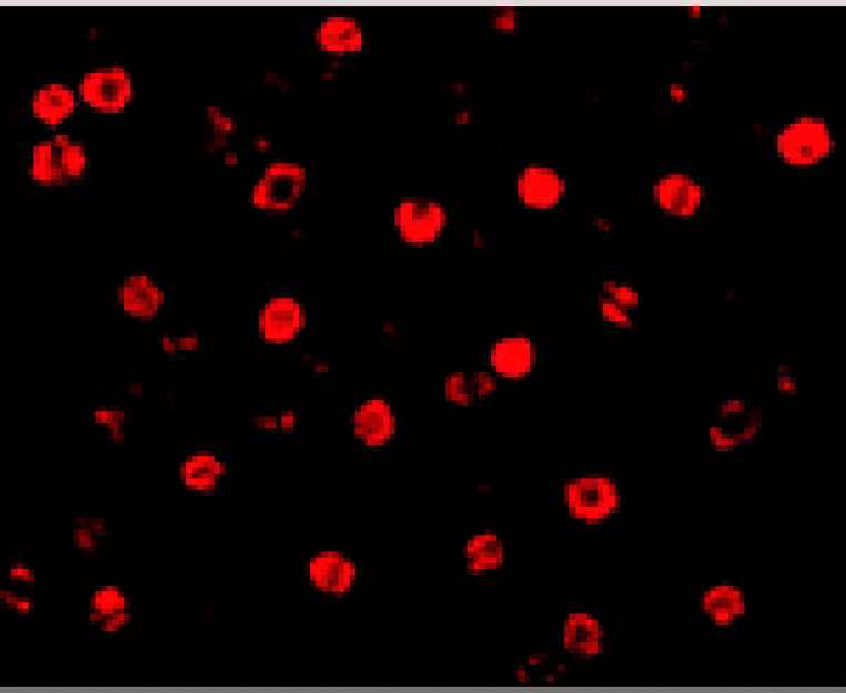 Immunofluorescence - T-cadherin Antibody from Signalway Antibody (24338) - Antibodies.com