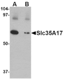 Western blot - Slc22A17 Antibody from Signalway Antibody (24704) - Antibodies.com