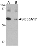 Western blot - Slc22A17 Antibody from Signalway Antibody (24704) - Antibodies.com