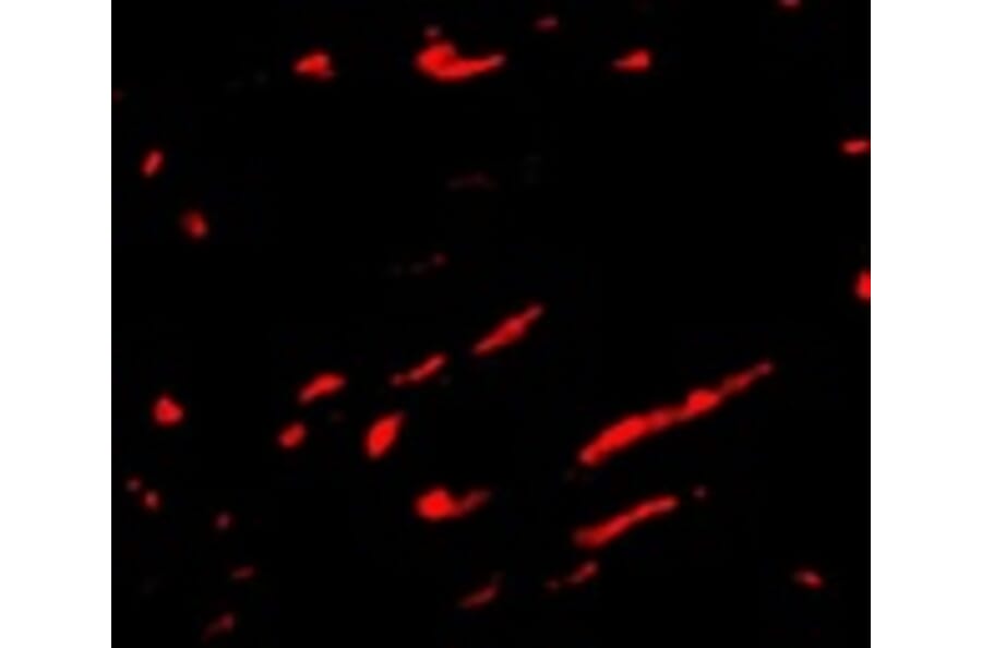 Immunofluorescence - Slc22A17 Antibody from Signalway Antibody (24704) - Antibodies.com